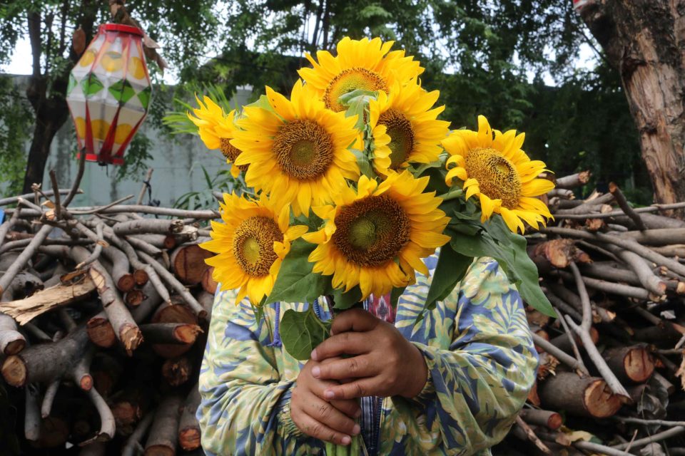 Sunflower (Helianthus annuus) - Dian Pratiwi